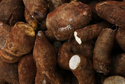 Fresh maca roots