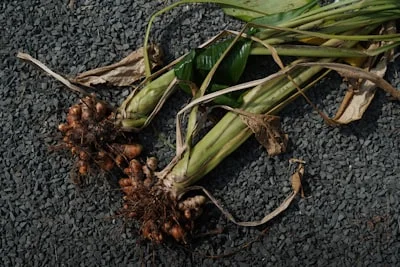 Fresh turmeric root rhizome, one of the botanicals in the GlycoAid blend