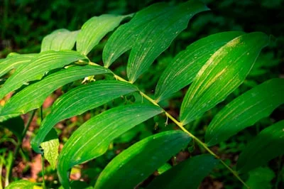 Green banaba leaves on the plant